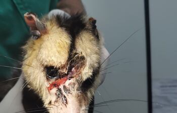 Una pareja rescató a una zarigüeya que fue herida a machetazos.