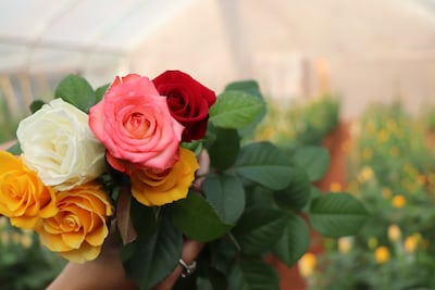 En un espacio de 18 metros de ancho por 8 metros Emilio Ortega Escobar sembró en tablones las rosas por injerto de yema.