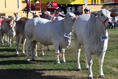 Cada año, la actividad ganadera convoca  a varios otros sectores económicos. En esta edición, la organización indica que hay 1.400 expositores, con un alto porcentaje del rubro ganadero.