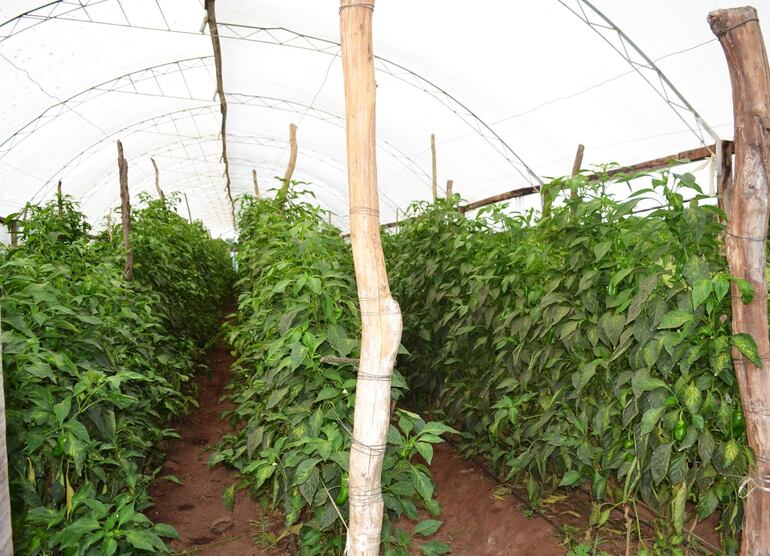 El frio retrasó la maduración de varios rubros hortícolas, entre ellos el locote y el tomate, generando faltante en el mercado ante la prohibición para importar.