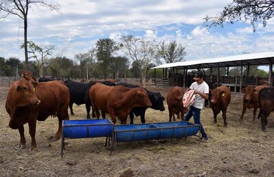 Las sales proteicas pueden ayudar al productores a que sus animales ganen peso en esta época invernal.
