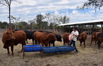 Las sales proteicas pueden ayudar al productores a que sus animales ganen peso en esta época invernal.
