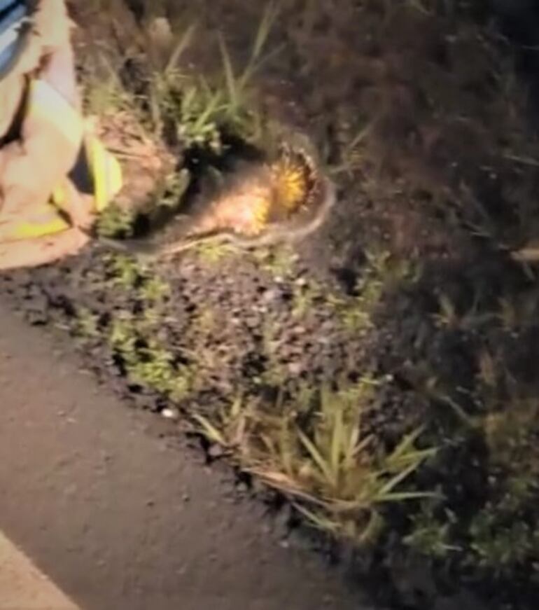 El puerco espín pequeño ingresa a su hábitat natural
