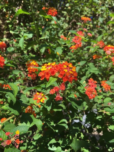 Ka´a mara, lantana (Lantana camara): familia de las verbenáceas (Verbenaceae).