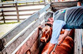 El presidente de la República, Mario Abdo Benítez, en el acto de inicio de la campaña de vacunación contra la fiebre aftosa.