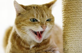 Si el gato es agresivo o araña, la nueva pareja no debe acosarlo, sino ignorarlo. Esto le transmite que no es percibido como un peligro.