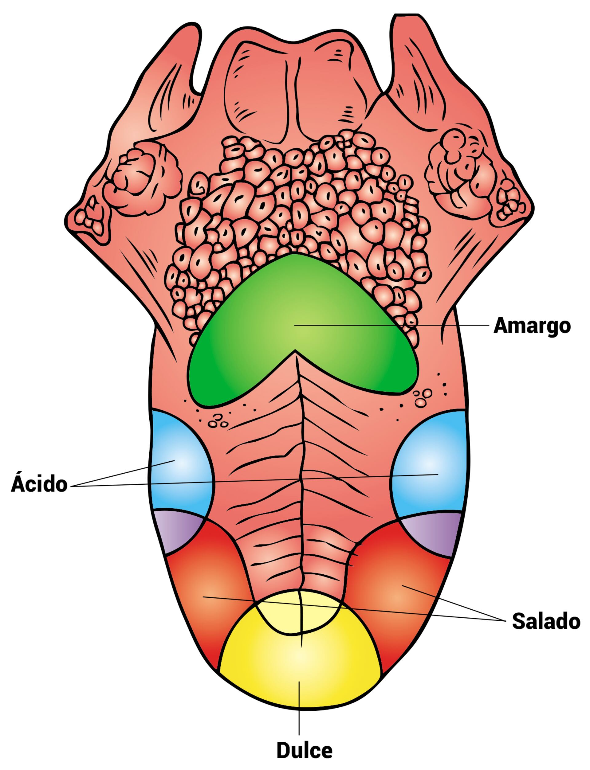 diagrama de las partes de la lengua