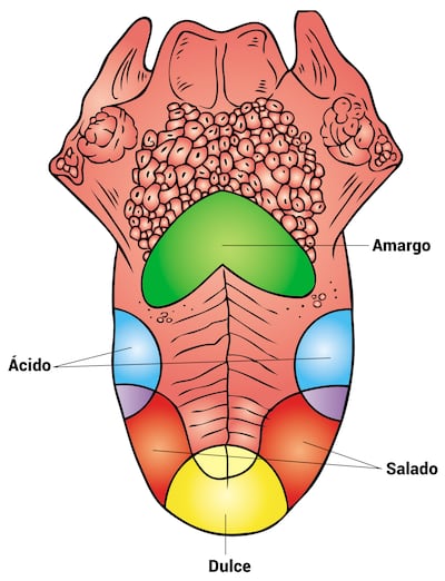 Órganos de los sentidos: gusto
