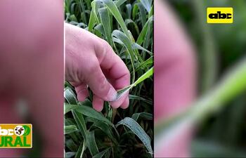 ABC Rural: Informaciones Rurales - Trigo golpeado por heladas
