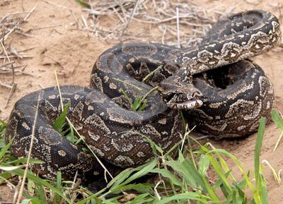 Las boas constrictoras de exportación son las que tienen pocos días de nacidas. A diferencia de los otros viajeros, recién comerán cuando lleguen a destino.