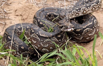 Las boas constrictoras de exportación son las que tienen pocos días de nacidas. A diferencia de los otros viajeros, recién comerán cuando lleguen a destino.