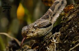 La jarara (Bothrops diporus) es una de las principales serpientes venenosas presentes en Paraguay.