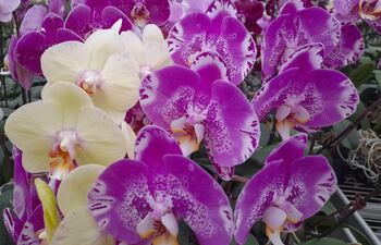 La producción y venta de Orquídeas, se ha vuelto muy rentable en la zona de Cabañas.