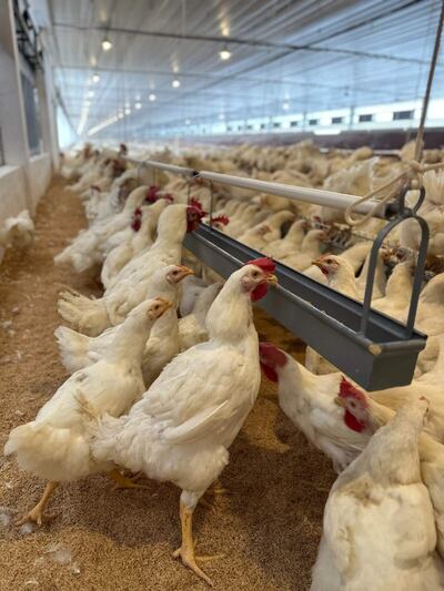 El nuevo núcleo representa una importante inversión en el sector avícola del país.