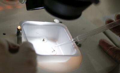 Mediante procesos de monitoreo de secuencias genéticas, los científicos identificaron una nueva cepa del virus del zika en Brasil.