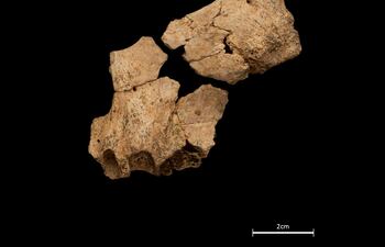 Hueso facial parcial de un homínido encontrado en el yacimiento de la Sima del Elefante en la Sierra de Atapuerca.