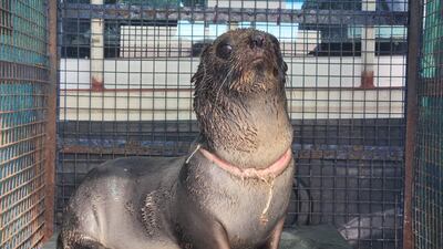 Fotografía cedida por la Fundación Mundo Marino donde se muestra a un lobo marino rescatado, en de la provincia de Buenos Aires (Argentina). Una fundación argentina dedicada a la asistencia de la fauna marina rescató a un lobo marino que apareció en una playa de la provincia de Buenos Aires con una profunda herida alrededor del cuello, causada por una brida de plástico, un elemento usado habitualmente para embalajes.