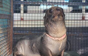 Fotografía cedida por la Fundación Mundo Marino donde se muestra a un lobo marino rescatado, en de la provincia de Buenos Aires (Argentina). Una fundación argentina dedicada a la asistencia de la fauna marina rescató a un lobo marino que apareció en una playa de la provincia de Buenos Aires con una profunda herida alrededor del cuello, causada por una brida de plástico, un elemento usado habitualmente para embalajes.