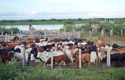 A pesar de todas las adversidades, el ganadero chaqueño ha salido adelante y eso se ve reflejado en la mayor cantidad de animales que se registra cada año en Alto Paraguay.