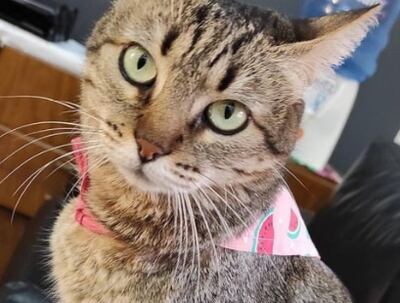 Clarita, la gata de la Manzana de la Rivera.