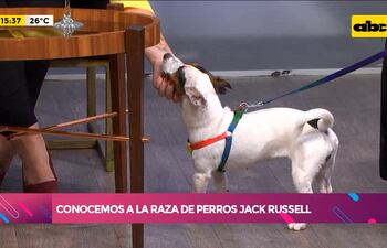 Los perros de la raza Jack Russel