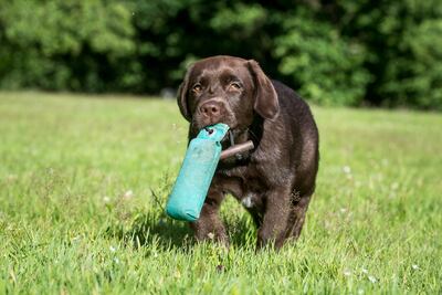 Cuando el perro tenga el juguete en la boca, lo ideal es que la persona se aleje un poco y atraiga al animal.