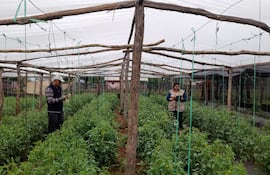 Una unidad productiva hortícola, durante la visita de un censista del CAN 2022