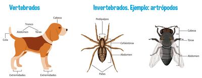 Animales vertebrados e invertebrados