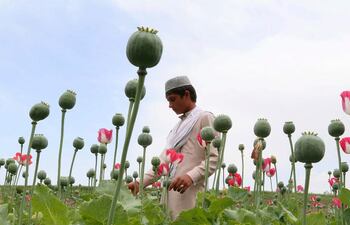 Con sumo cuidado, la diseñadora textil Brigitte Singh despliega una tela con un patrón de amapolas rojas que, según ella, fue probablemente confeccionada hace cuatro siglos para el emperador Sha Jahan, el constructor del Taj Mahal.