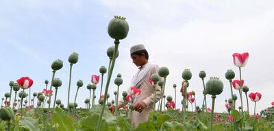 Con sumo cuidado, la diseñadora textil Brigitte Singh despliega una tela con un patrón de amapolas rojas que, según ella, fue probablemente confeccionada hace cuatro siglos para el emperador Sha Jahan, el constructor del Taj Mahal.