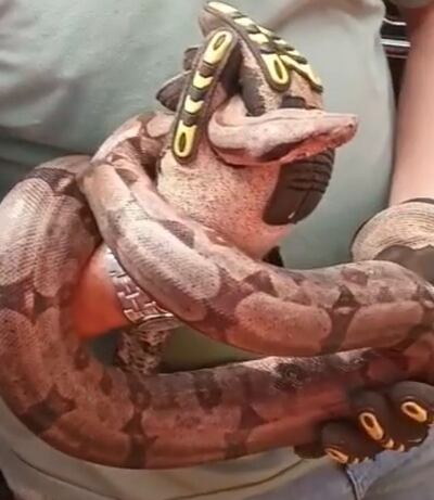 La boa rescatada permanece en la base de los Bomberos Voluntarios.