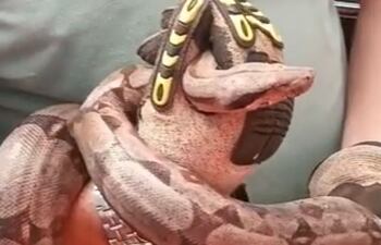 La boa rescatada permanece en la base de los Bomberos Voluntarios.