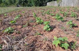 Incentivan en el departamento de Misiones la producción de papa.