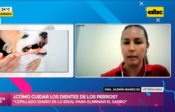 ¿Cómo cuidar los dientes de los perros?