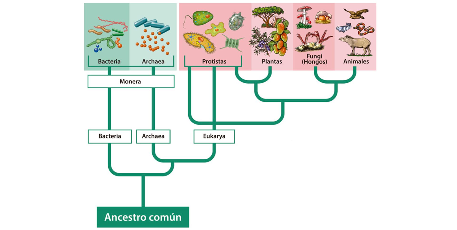 ¿Cuántos reinos de los seres vivos conocemos? - Escolar - ABC Color