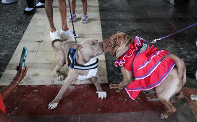 Dos perros se besan durante una misa en la iglesia Santa María Magdalena, en la ciudad de Masaya, en Nicaragua.