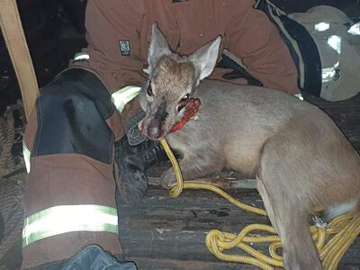 emramirez <emramirez@abc.com.py>
Destinatario	foto@abc.com.py
Fecha	17-07-2021 10:52
Rescatan venado en Carapeguá