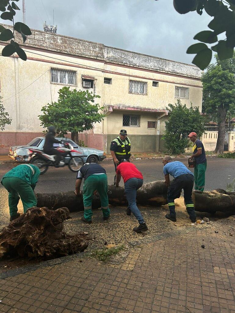 Cuadrillas municipales procedieron al despeje de un árbol caído en Yegros y Abay. 