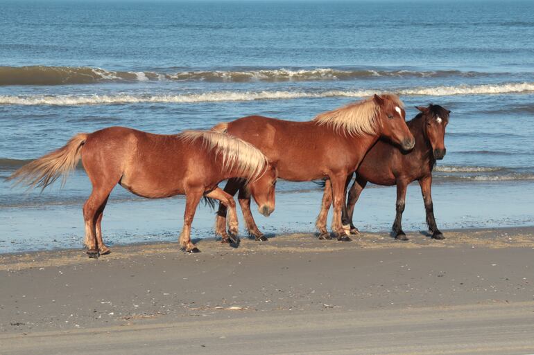 Caballos salvajes en las playas de las islas de Outer Banks, frente a la costa atlántica de Carolina del Norte.