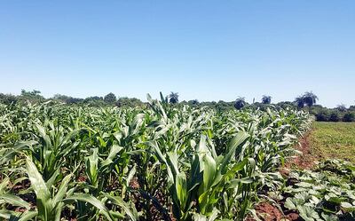Los cultivos de maíz, rubro considerado de renta y también de consumo en la finca, fueron beneficiados por las lluvias.