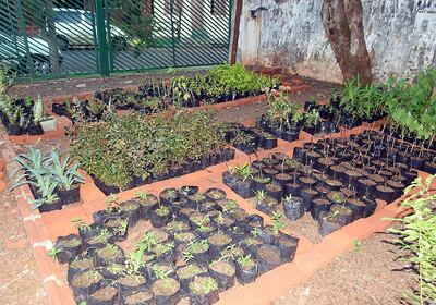 La oficina de proyectos productivos de  Encarnación está  ubicada sobre la calle Villarrica y avenida Dr. Francia, según informó el funcionario Sergio Cáceres.