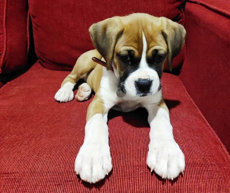 Las publicaciones en las redes sociales permitieron a los dueños recuperar su mascota.