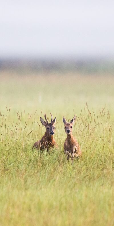 ARCHIVO - Dos ciervos corretean por la mañana en una pradera de Baja Sajoia. Foto: Julian Stratenschulte/dpa