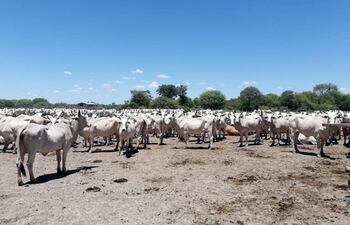 En el departamento de Alto Paraguay existen grandes establecimientos ganaderos.