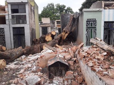 El tronco del frondoso árbol ya estaba muy carcomido.