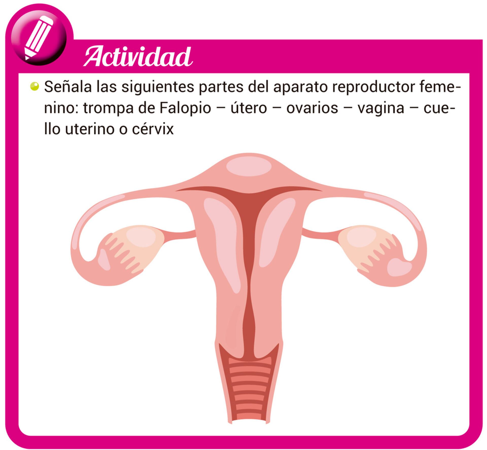 sistema reproductivo para niños