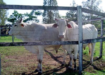 Los precios del ganado se encuentran  muy disminuidos, acorde con los datos de las empresas rematadoras.