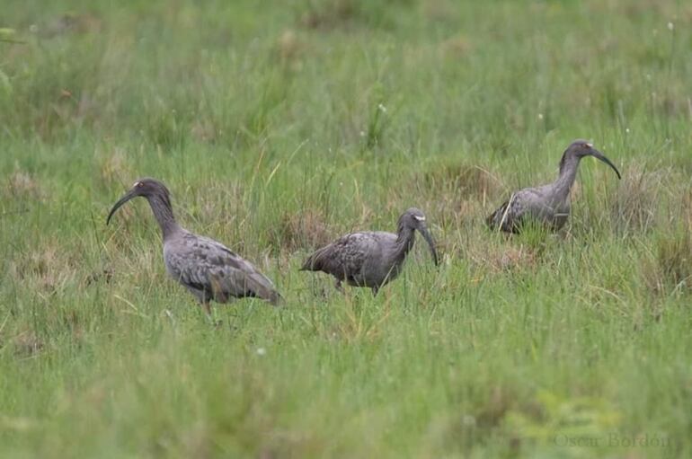 Kurukáu hovy (Theristicus caerulescens), fotografía gentileza de Oscar Bordon, Naturaleza de Paraguay en fotografía.