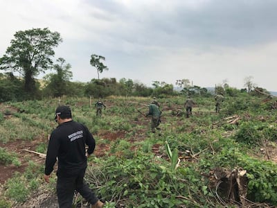 Los intervinientes proceden al corte de las plantaciones de marihuana.