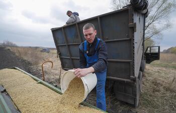 un granjero cosecha en las afueras de Kyiv, cerca de la capital ucraniana . (EFE)